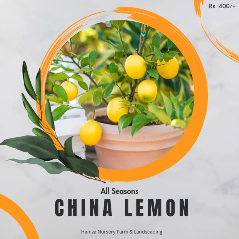 All Season China Lemon