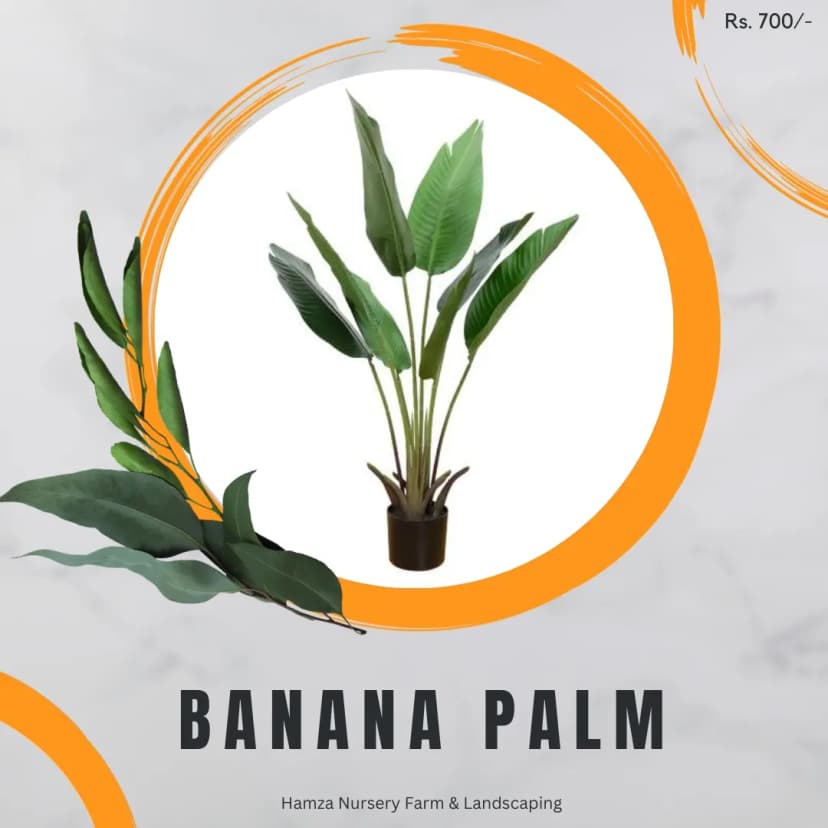 Banana Palm
