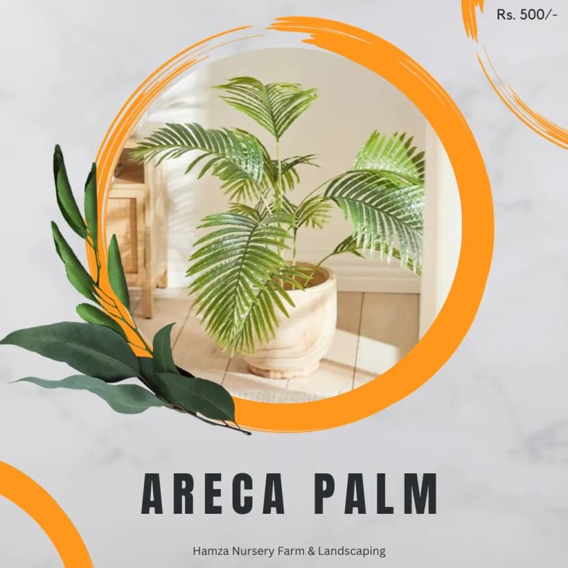 Areca Palm