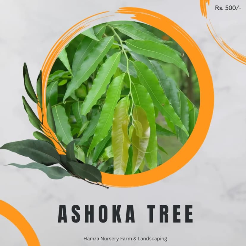 Ashoka Tree