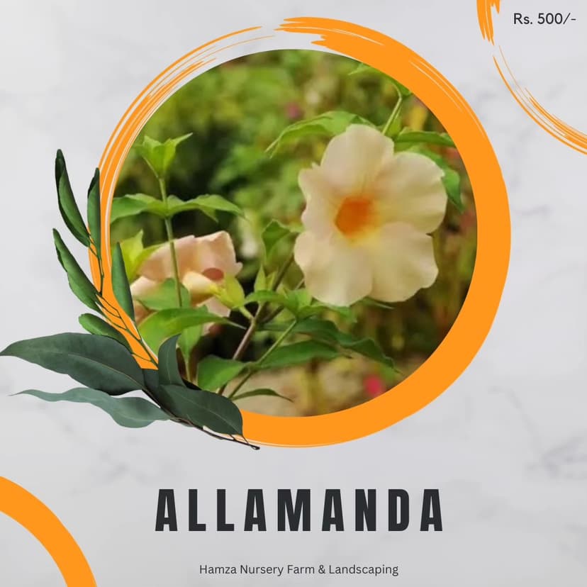 Allamanda