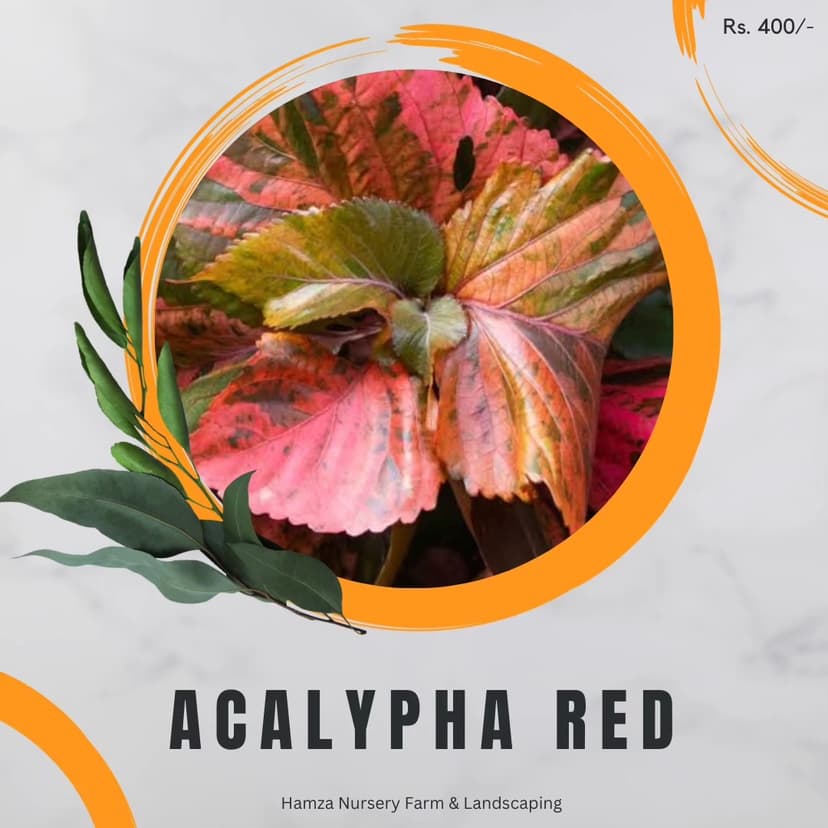 Acalypha Red