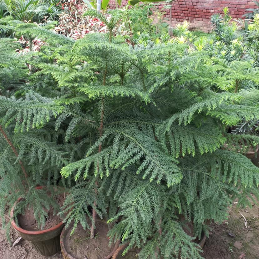 Hamza Nursery plants and landscaping, Lahore โ photo 5