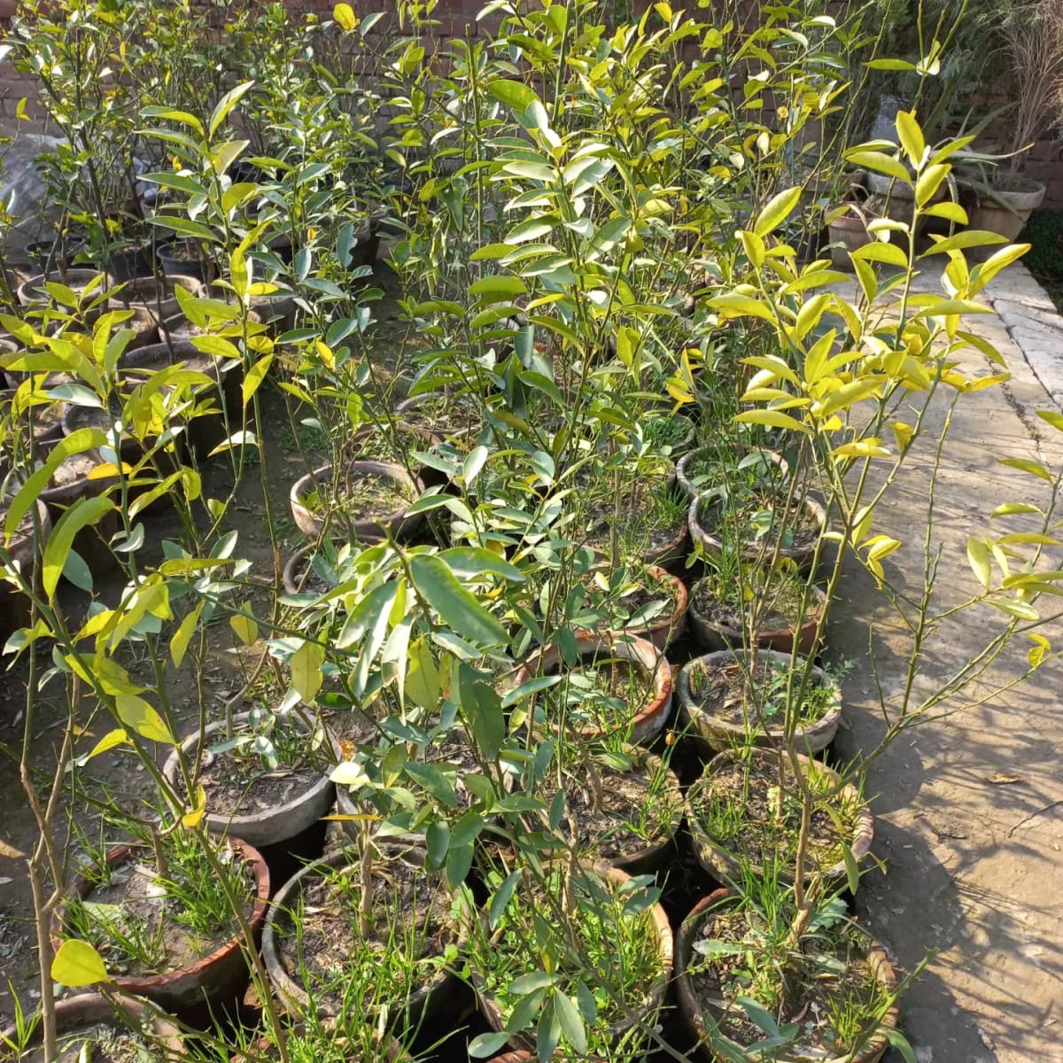 Our nursery