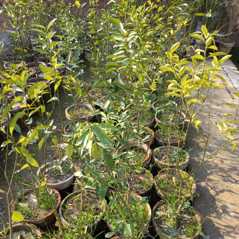 Hamza Nursery plants and landscaping, Lahore โ photo 3