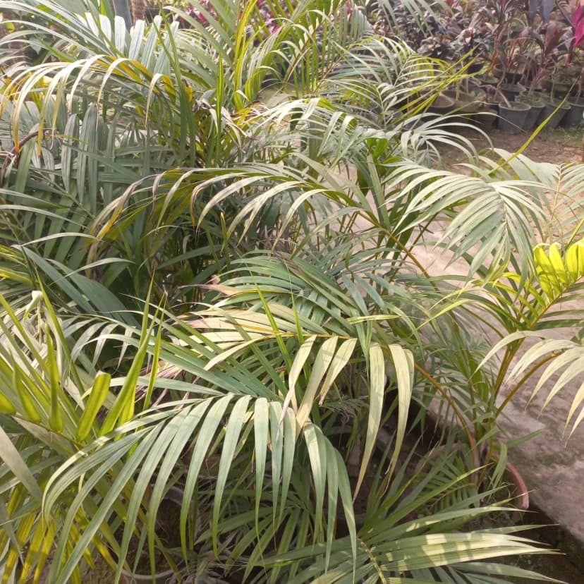 Hamza Nursery plants and landscaping, Lahore โ photo 6