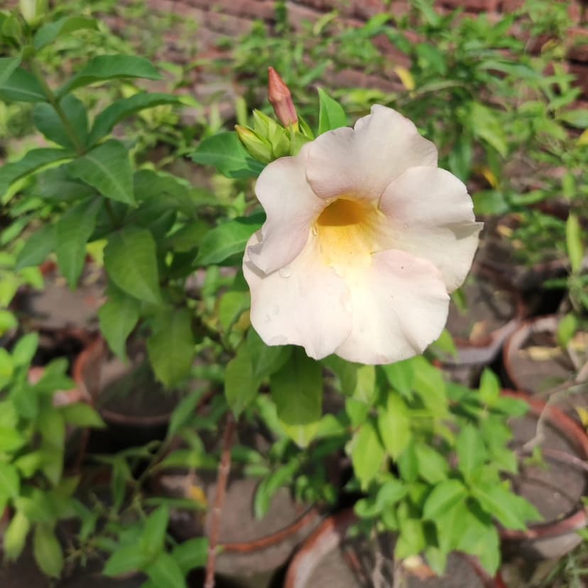 Hamza Nursery plants and landscaping, Lahore โ photo 4
