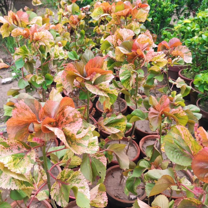 Hamza Nursery plants and landscaping, Lahore โ photo 2