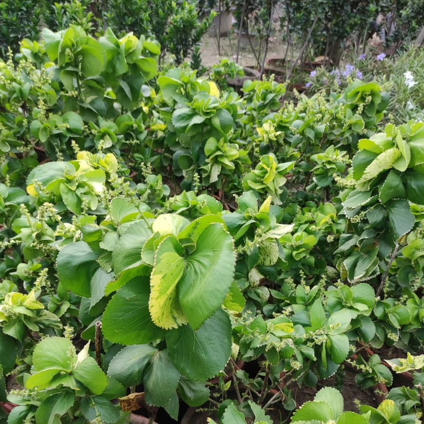Hamza Nursery plants and landscaping, Lahore โ photo 1
